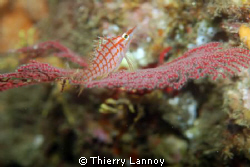 Oxycirrithites typus - Long nose Hawk Fish in the Marine ... by Thierry Lannoy 